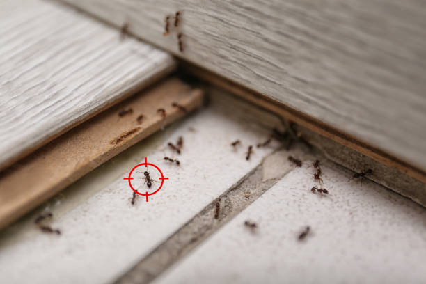 Flea Control Services in Lakehills, TX