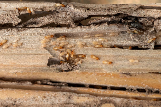 Best Local Pest Control Services  in Lakehills, TX
