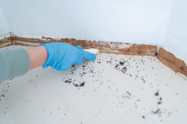 Bird Control in Lakehills, TX